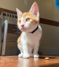 Aretha Franklin - Domestic Short Hair