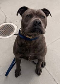 Apollo - American Pit Bull Terrier