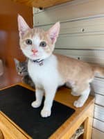 Donna Summer - Domestic Short Hair