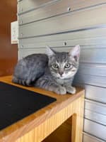 Luther Vandross - Domestic Short Hair