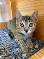 Mariah Carey - Domestic Short Hair