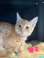 Dolly Parton - Domestic Short Hair