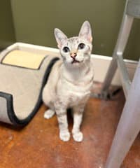 Topaz - Domestic Short Hair