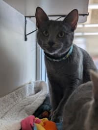 Gracie image 1