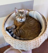 Dj - Domestic Short Hair