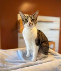 Treasure - Domestic Short Hair