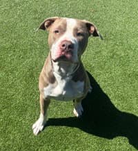 Buster - American Pit Bull Terrier