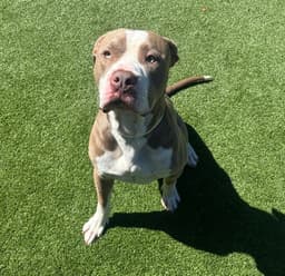 Buster image 2