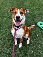 Maple - Australian Cattle Dog/Blue Heeler