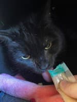 Thelma - Domestic Short Hair
