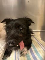 Mazzie - Terrier