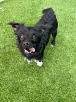 Mazzie - Terrier