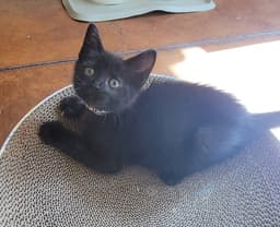Delilah image 2