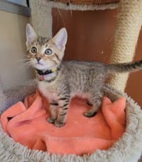 Kit - Domestic Short Hair