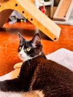 Koda image 1