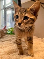 Boots - Domestic Medium Hair