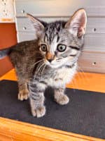 Fiona - Domestic Short Hair