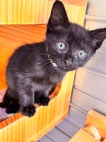 Ollie - Domestic Short Hair