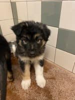 Coco - German Shepherd Dog