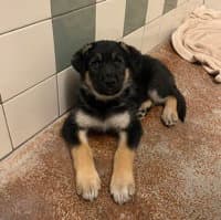Pebbles - German Shepherd Dog