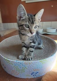 Buddy - Domestic Short Hair