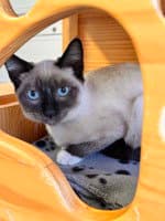 Purrsephone - Domestic Short Hair