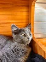 Purrsia - Domestic Medium Hair
