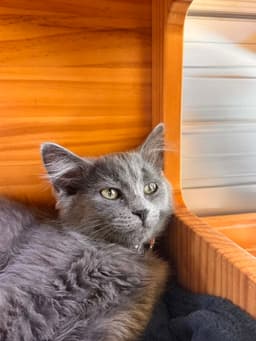 Purrsia image 2