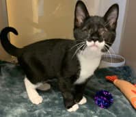 Harpurrr image 1