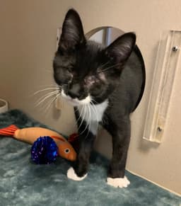 Harpurrr image 2