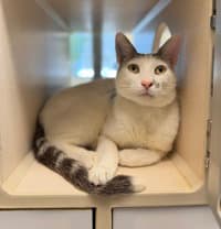 Cloud - Domestic Short Hair