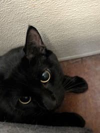 Pepper image 1