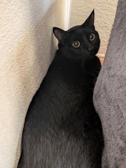 Pepper image 2