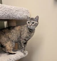 Queenie - Domestic Short Hair