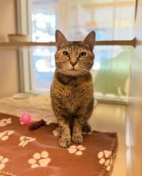 Queenie - Domestic Short Hair