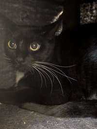 Bootsie - Domestic Short Hair
