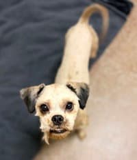 Chewy - Poodle (Miniature)