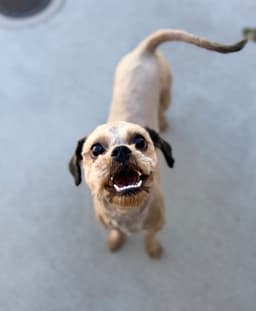 Chewy image 2