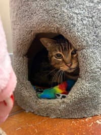 Dee - Domestic Short Hair