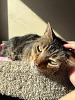 Dee - Domestic Short Hair