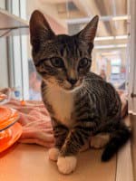 Ava - Domestic Short Hair