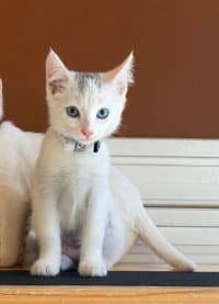 Maggie - Domestic Short Hair