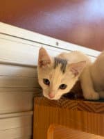 Misha - Domestic Short Hair