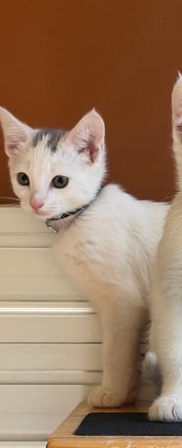 Misha image 2