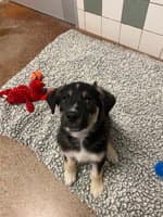 Wednesday - German Shepherd Dog