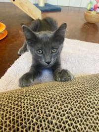 Gary - Domestic Medium Hair
