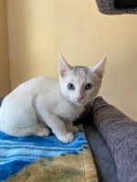 Robert - Domestic Medium Hair