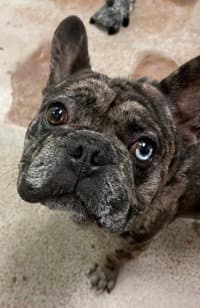 Kenobi - French Bulldog