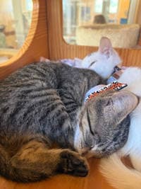 Millie - Domestic Short Hair