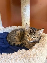 Mitzi image 1